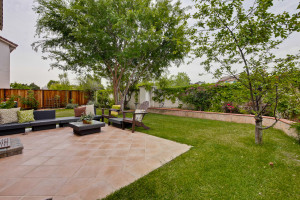Backyard 7